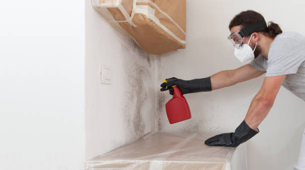 Professional Basement Mold Remediation technician working in Bokeelia, FL